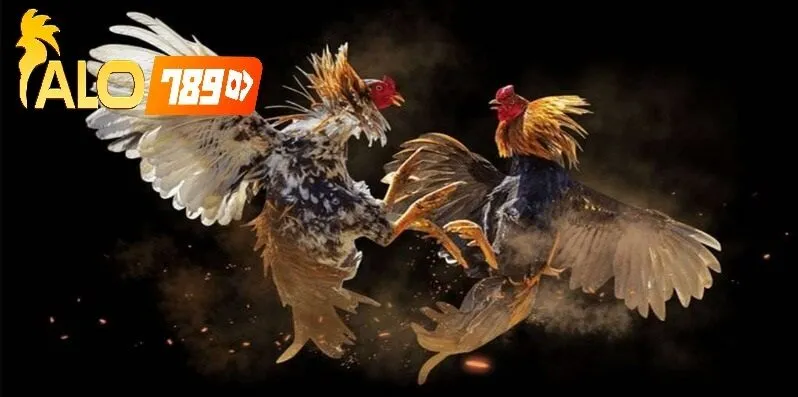 Cách Cá Cược Đá Gà Online Alo789 – Uy tín, có giấy phép, CEO Nguyễn Minh Khánh.