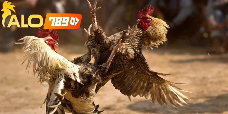 Đá gà Alo789 – Trực tiếp chân thực, nhà cái uy tín với giấy phép hợp pháp