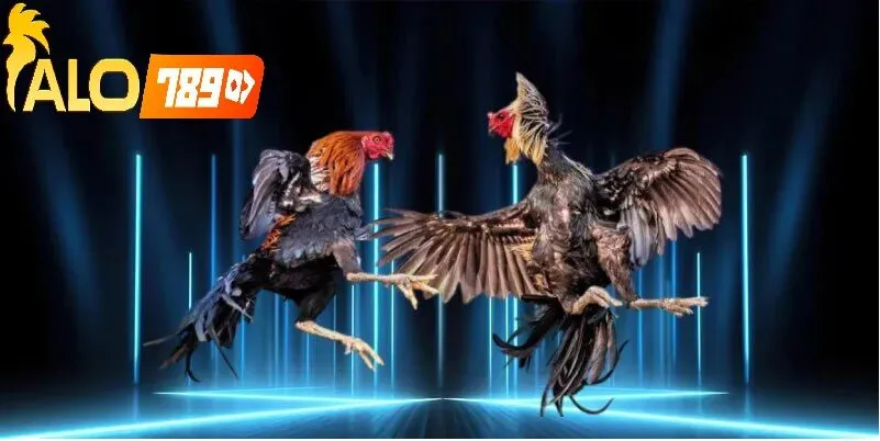 Tham Gia Cá Cược Đá Gà Cựa Dao Alo789 – Hướng Dẫn Chi Tiết Trực Tiếp