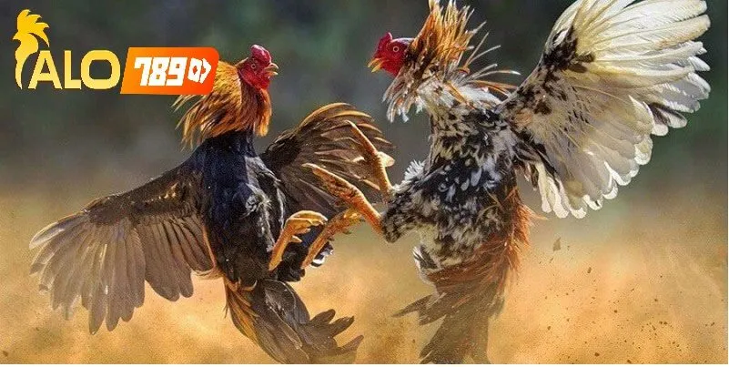   Hỏi Đáp Nhanh Về Đá Gà Cựa Dao Alo789 – Trực Tiếp Uy Tín