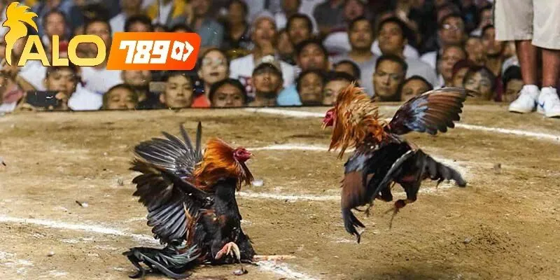 Vì Sao Người Chơi Tin Dùng Đá Gà Cựa Tròn alo789 Trực Tiếp?