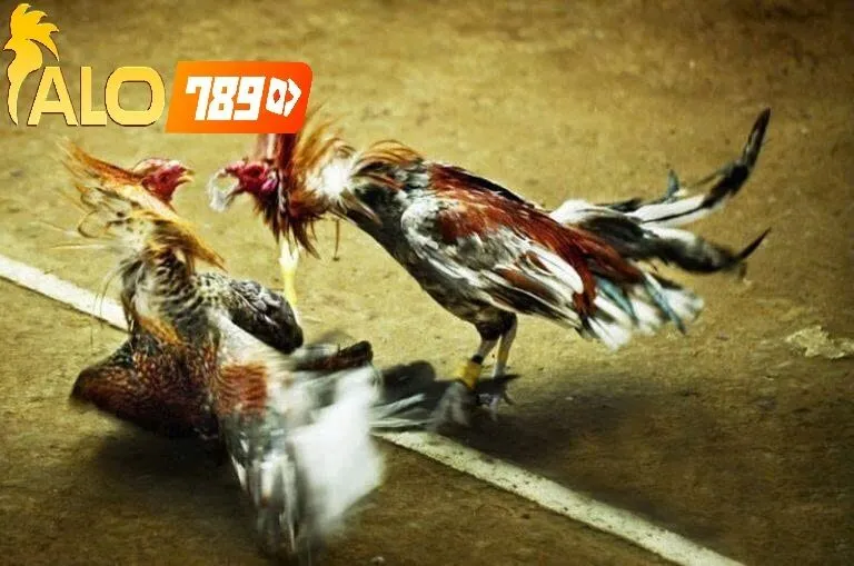 Những Điều Cần Biết Về Đá Gà Thomo Trực Tiếp Alo789 – FAQ