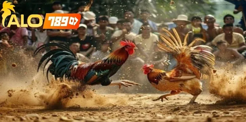 Đá Gà Trực Tiếp C1  Tại Alo789 – Trải Nghiệm Thực Tế Đỉnh Cao