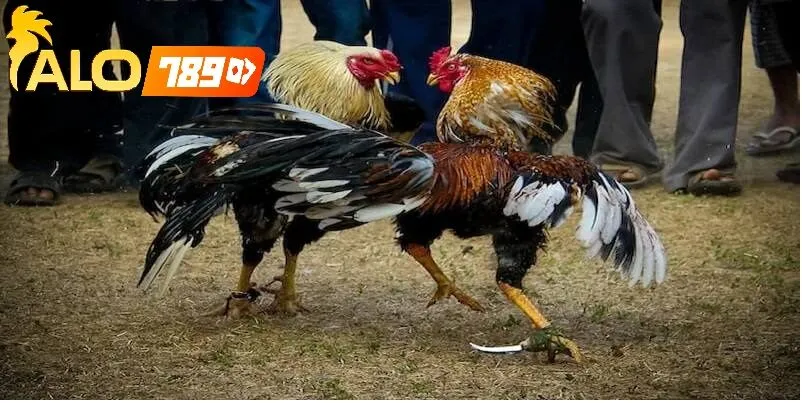 Kèo Đá Gà Hôm Nay Alo789 – Trải Nghiệm Đá Gà Trực Tiếp Uy Tín Hàng Đầu