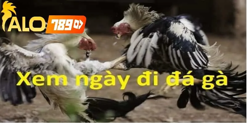 Xem Lịch Đá Gà Theo Ngày Alo789 – Hướng Dẫn Chi Tiết Trực Tiếp 